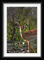 Male Black-faced impala, Etosha National Park, Namibia Fine Art Print
