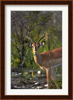 Male Black-faced impala, Etosha National Park, Namibia Fine Art Print