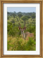 Male greater kudu, Kruger National Park, South Africa Fine Art Print