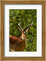 Male Impala, Hwange National Park, Zimbabwe, Africa Fine Art Print