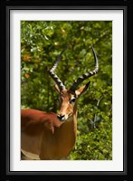 Male Impala, Hwange National Park, Zimbabwe, Africa Fine Art Print