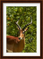 Male Impala, Hwange National Park, Zimbabwe, Africa Fine Art Print