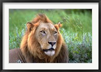 Male Lion, Kruger National Park, South Africa Fine Art Print