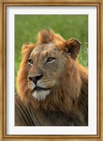 Male Lion, Panthera leo, Kruger NP, South Africa Fine Art Print