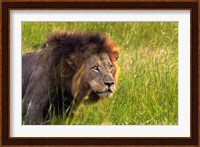 Male Lion, South Africa Fine Art Print