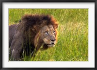 Male Lion, South Africa Fine Art Print