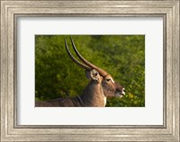 Male waterbuck, Kruger National Park, South Africa Fine Art Print
