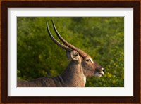 Male waterbuck, Kruger National Park, South Africa Fine Art Print