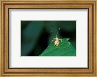 Insect on Green Leaf, Gombe National Park, Tanzania Fine Art Print