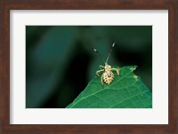 Insect on Green Leaf, Gombe National Park, Tanzania Fine Art Print