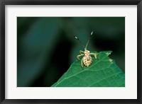 Insect on Green Leaf, Gombe National Park, Tanzania Fine Art Print
