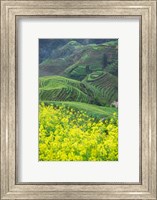 Landscape of Canola and Terraced Rice Paddies, China Fine Art Print