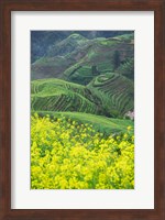 Landscape of Canola and Terraced Rice Paddies, China Fine Art Print