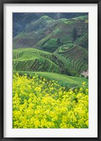 Landscape of Canola and Terraced Rice Paddies, China Fine Art Print