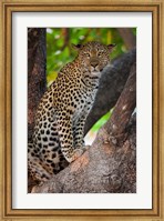 Leopard, Botswana Fine Art Print