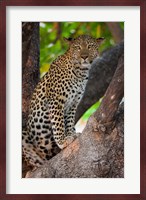 Leopard, Botswana Fine Art Print