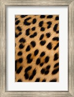 Leopard, Okavango Delta, Botswana Fine Art Print