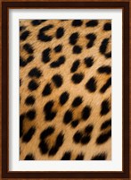 Leopard, Okavango Delta, Botswana Fine Art Print