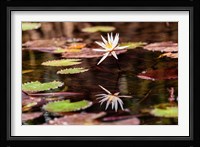 Lily in bloom on the Du River, Monrovia, Liberia Fine Art Print