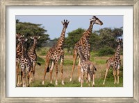 Maasai giraffe, Serengeti NP, Tanzania. Fine Art Print