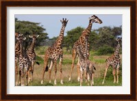 Maasai giraffe, Serengeti NP, Tanzania. Fine Art Print