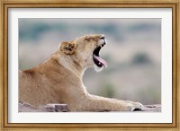 Kenya, Masai Mara NWR, Keekorok Lodge. African lion Fine Art Print