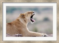 Kenya, Masai Mara NWR, Keekorok Lodge. African lion Fine Art Print
