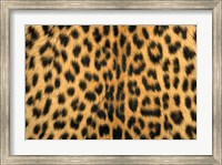 Leopard, Masai Mara Reserve, Kenya Fine Art Print