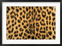 Leopard, Masai Mara Reserve, Kenya Fine Art Print