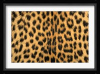 Leopard, Masai Mara Reserve, Kenya Fine Art Print