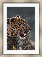Leopard, Panthera pardus, Samburu Game Reserve, Kenya Fine Art Print