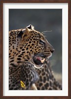 Leopard, Panthera pardus, Samburu Game Reserve, Kenya Fine Art Print