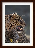 Leopard, Panthera pardus, Samburu Game Reserve, Kenya Fine Art Print