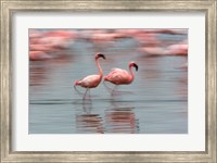 Lesser Flamingo tropical birds, Lake Nakuru NP, Kenya Fine Art Print