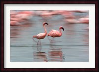 Lesser Flamingo tropical birds, Lake Nakuru NP, Kenya Fine Art Print