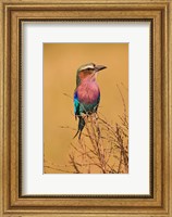 Lilac-breasted Roller, Masai Mara Game Reserve, Kenya Fine Art Print