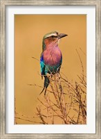 Lilac-breasted Roller, Masai Mara Game Reserve, Kenya Fine Art Print