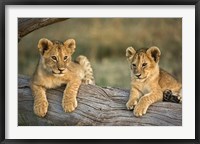 Lion Cubs on Log, Masai Mara, Kenya Fine Art Print