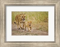 Lioness with her cub in tire tracks, Masai Mara, Kenya Fine Art Print
