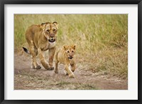 Lioness with her cub in tire tracks, Masai Mara, Kenya Fine Art Print