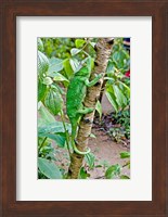 Madagascar, Lizard, Chameleon on tree limb Fine Art Print