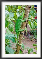 Madagascar, Lizard, Chameleon on tree limb Fine Art Print