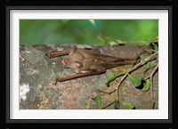 Madagascar, Commerson's leaf-nosed bat wildlife Fine Art Print