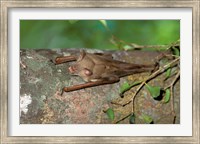 Madagascar, Commerson's leaf-nosed bat wildlife Fine Art Print