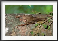 Madagascar, Commerson's leaf-nosed bat wildlife Fine Art Print