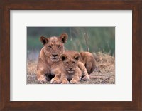 Lions, Okavango Delta, Botswana Fine Art Print