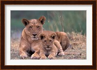 Lions, Okavango Delta, Botswana Fine Art Print