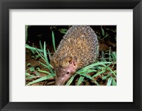 Madagascar, Ankarana, Greater Hedgehog tenrec wildlife Fine Art Print