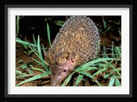 Madagascar, Ankarana, Greater Hedgehog tenrec wildlife Fine Art Print