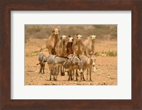 Mauritania, Adrar, Camels and donkeys going to the well Fine Art Print